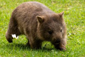 Wombat