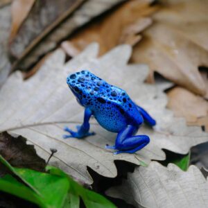 Poison Dart Frog