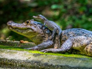 Spectacled Caiman