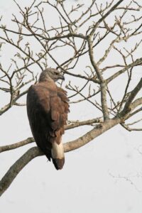 Close up of Grey-headed Fish Eagle