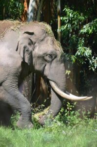 Giant elephant in India