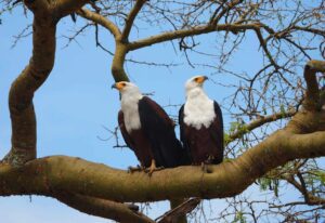 African Fish Eagle