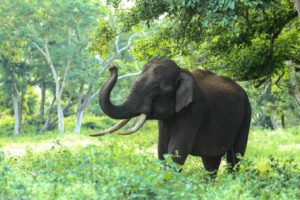 Elephants in India