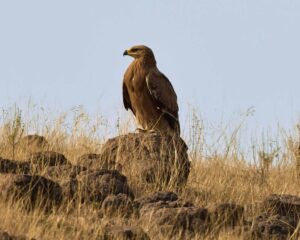 Steppe Eagle