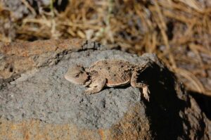 Horned Lizard