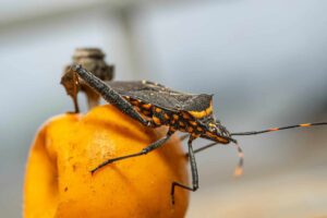 Kissing Bug