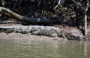 American Crocodile