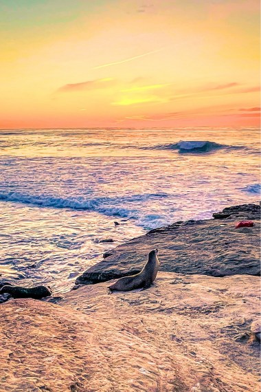 Where to see sea lions in San Diego