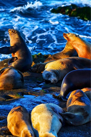 Where to see sea lions in San Diego