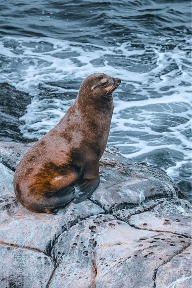 Best places to see sea lions in San Diego