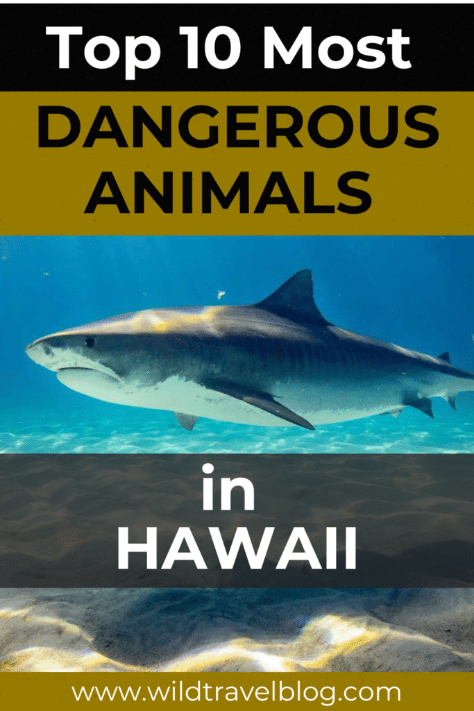 Most dangerous animals in Hawaii