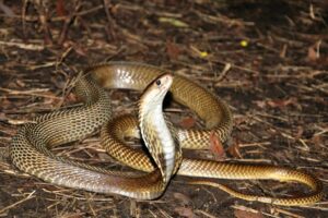 King Cobra