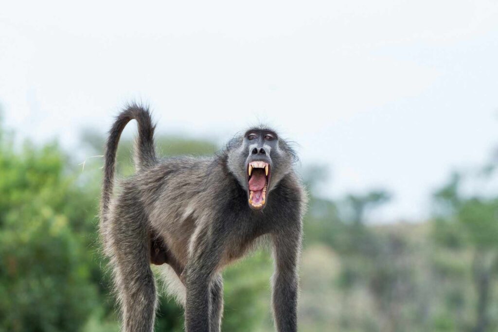Baboon