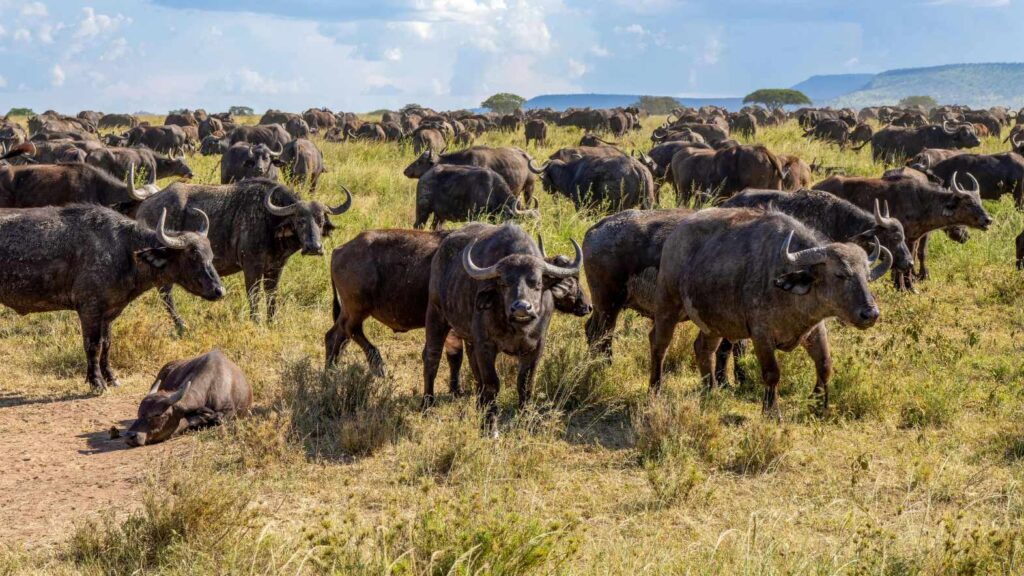African Buffalo