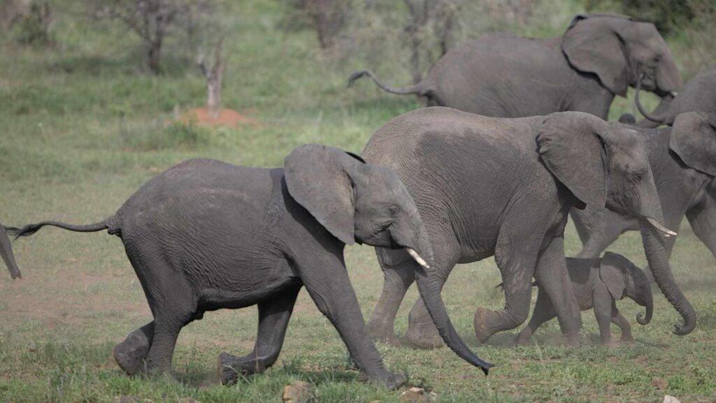 African Elephant