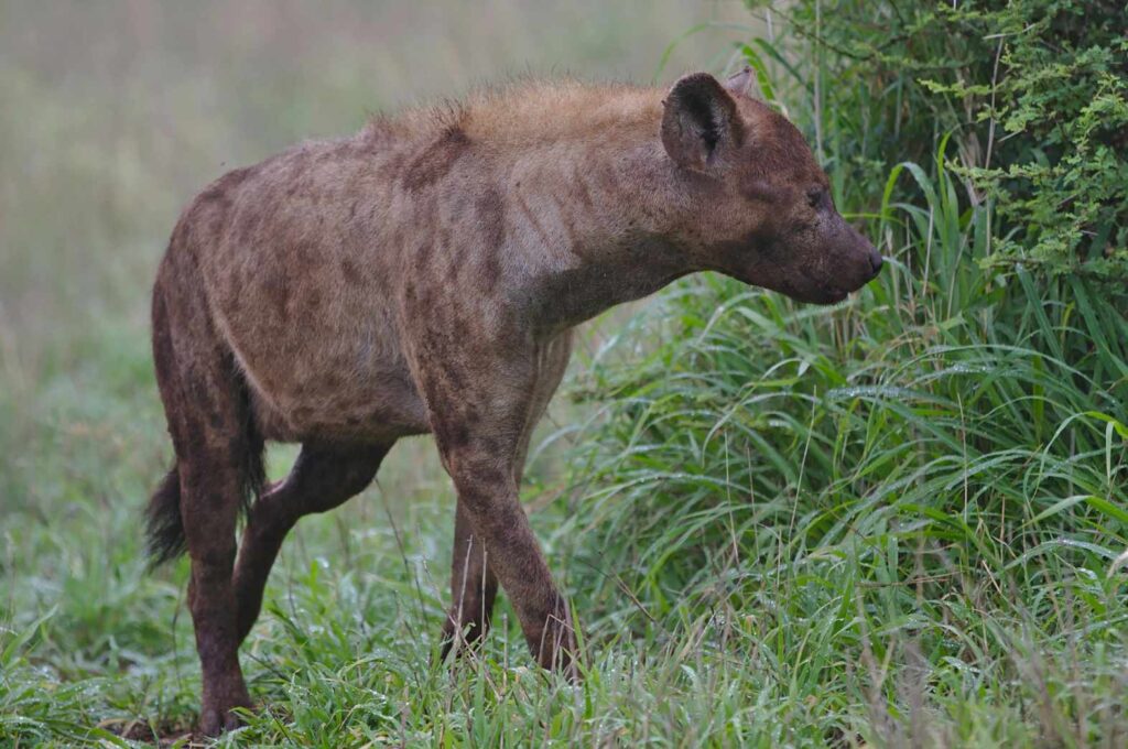 Spotted Hyena