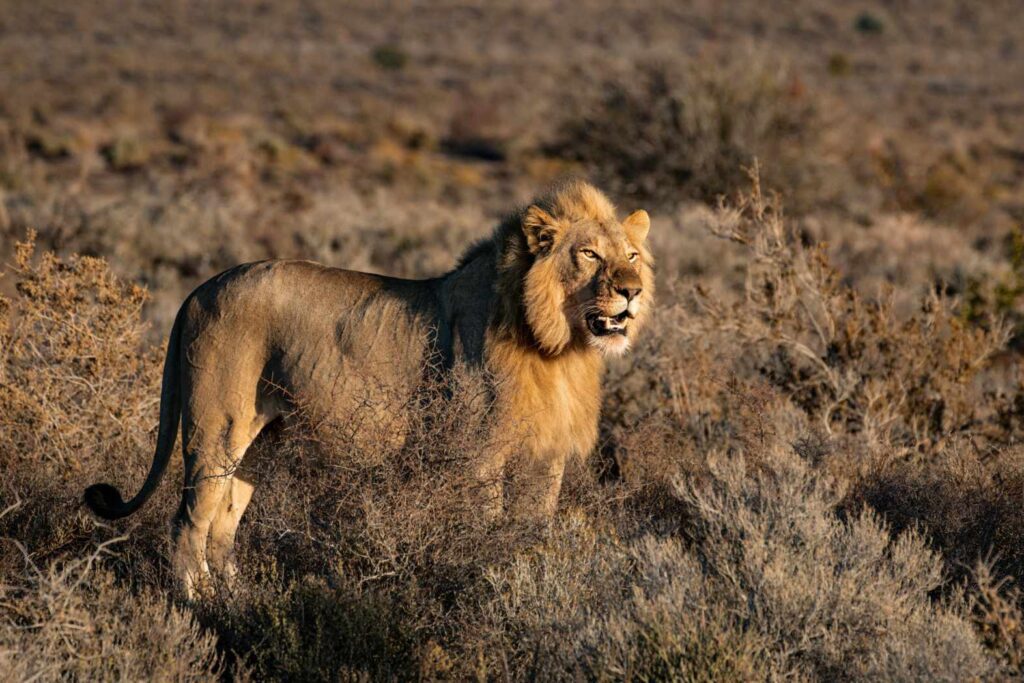 Lion