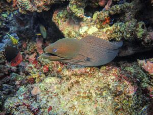 Moray Eel