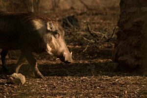 Feral Pig