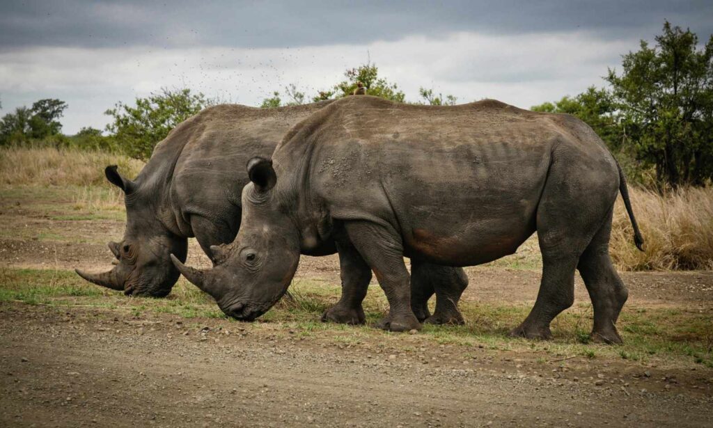 Rhinoceros