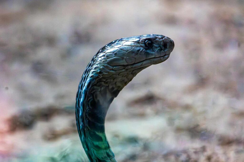Black Mamba