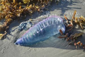 Portuguese Man o' War