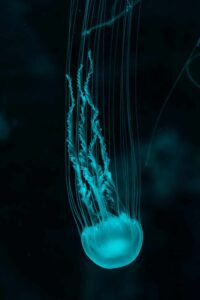 Box Jellyfish