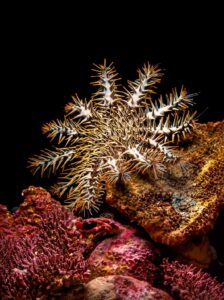 Crown-of-Thorns Starfish