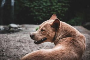 Stray dog in Indonesia