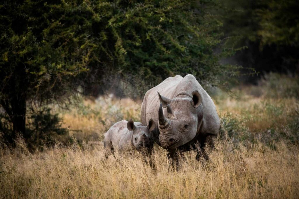 Rhinoceros in South Africa