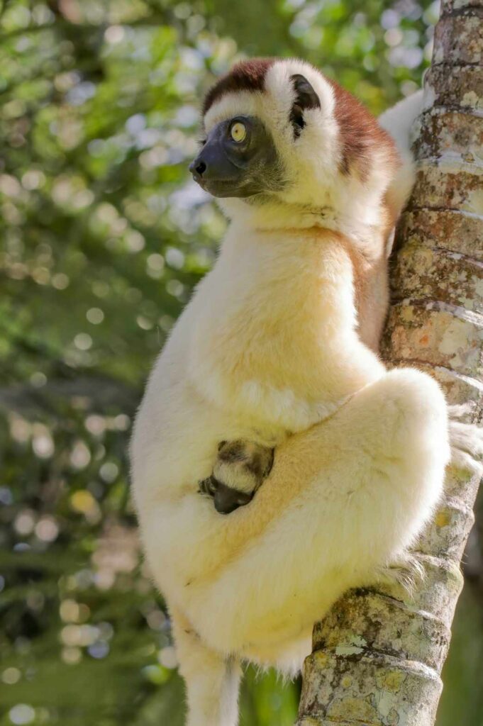 Lemur on tree in Madagascar