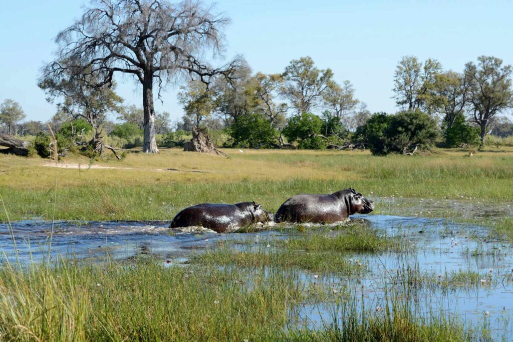 Hippos in the Okavango Delta