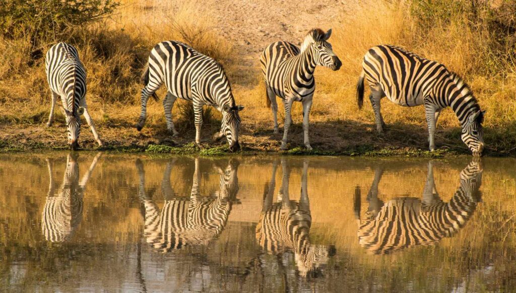 Zebras at the Kruger park