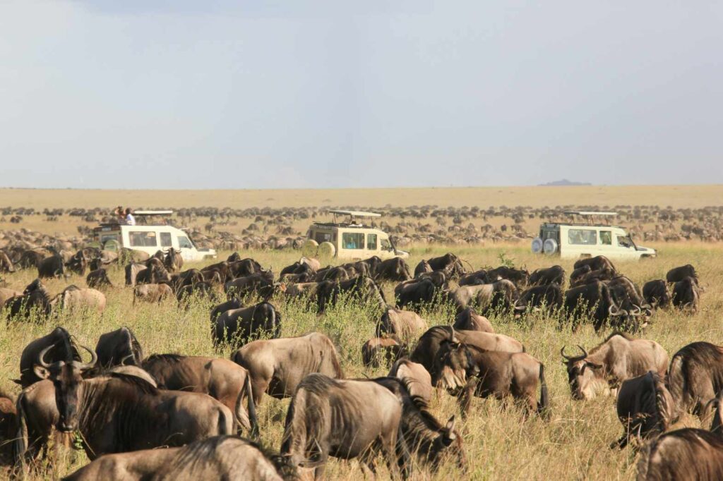 Wildebeast migration in Serengeti, Tanzania