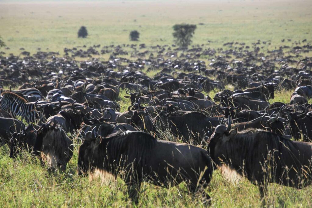Wildebeast in the open savanna in Tanzania
