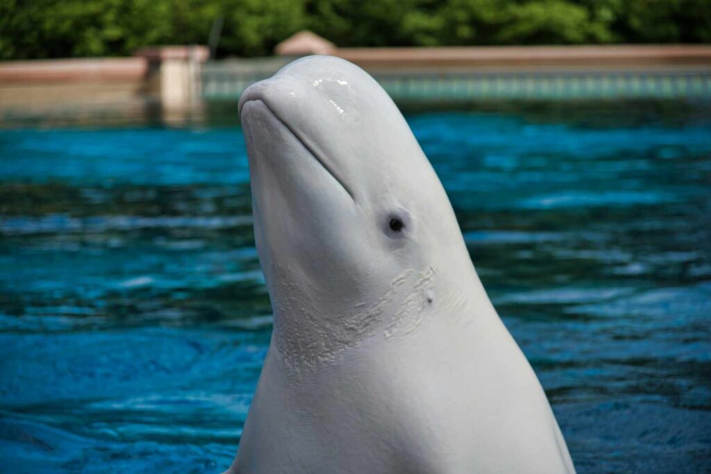 Beluga Whales