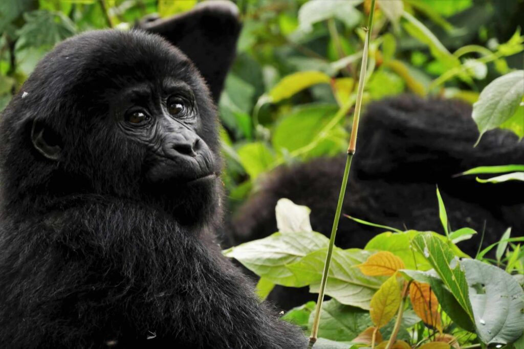 Gorilla in uganda