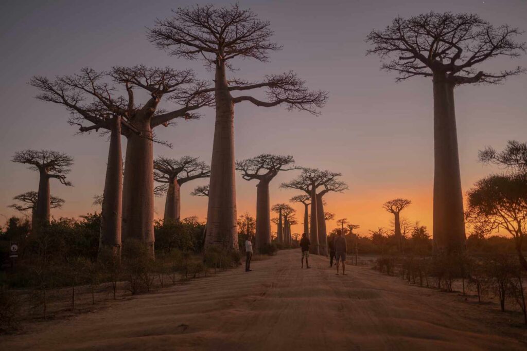 Baobab trees in Madagascar