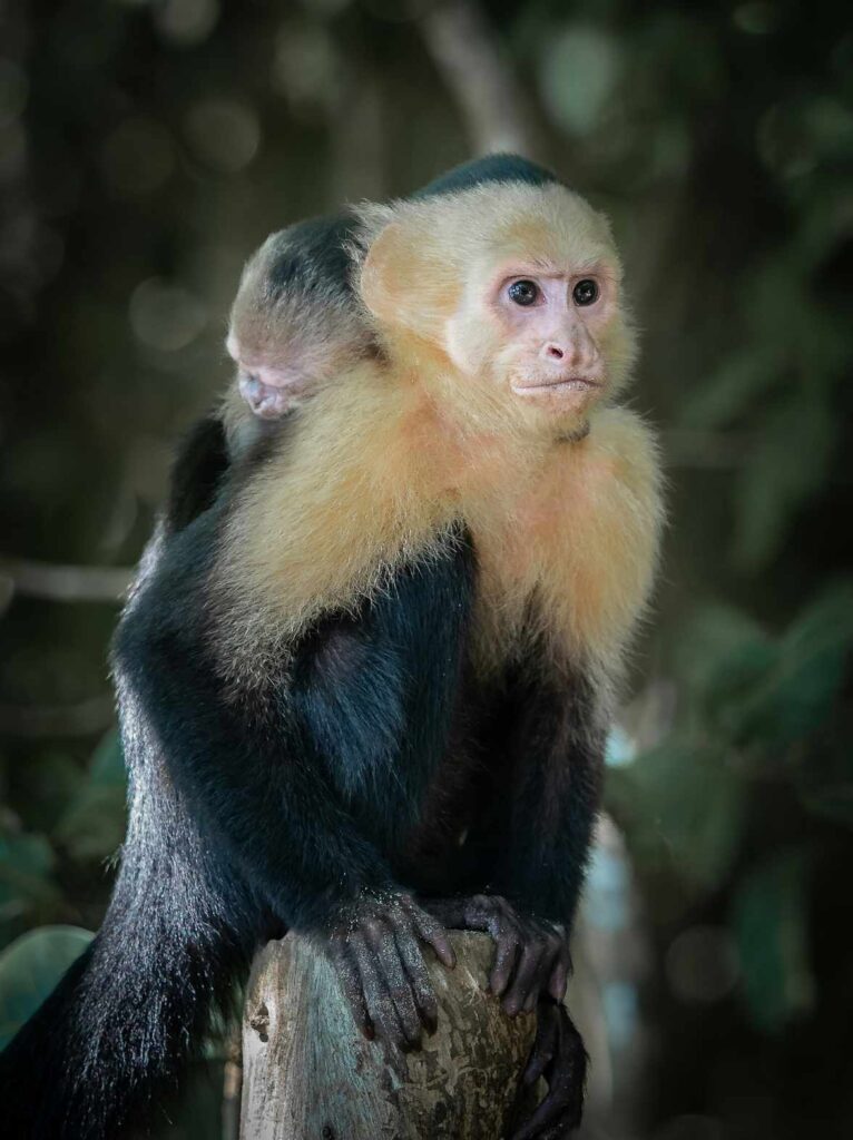 Capuchin Monkey