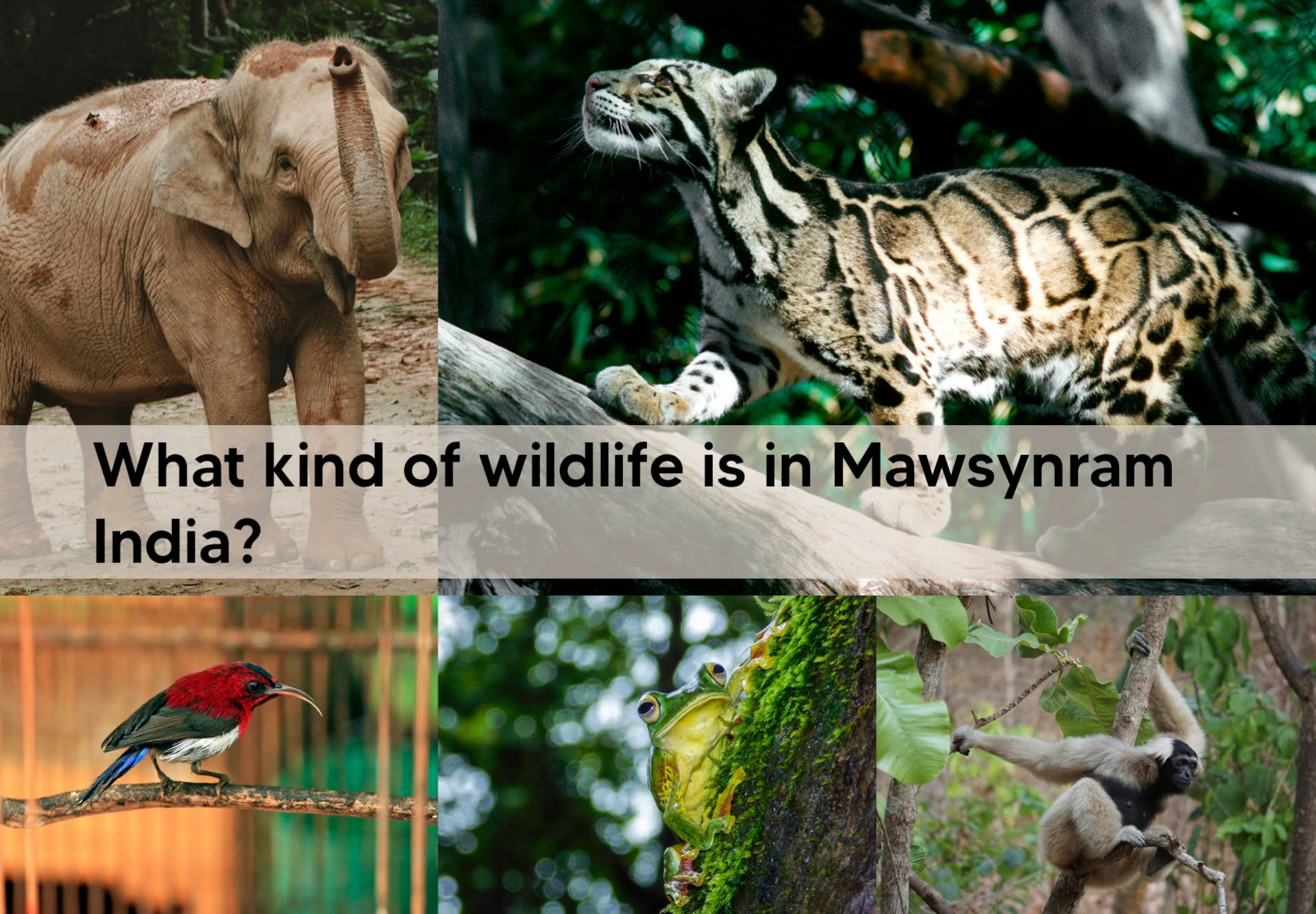 What kind of wildlife is in Mawsynram India?