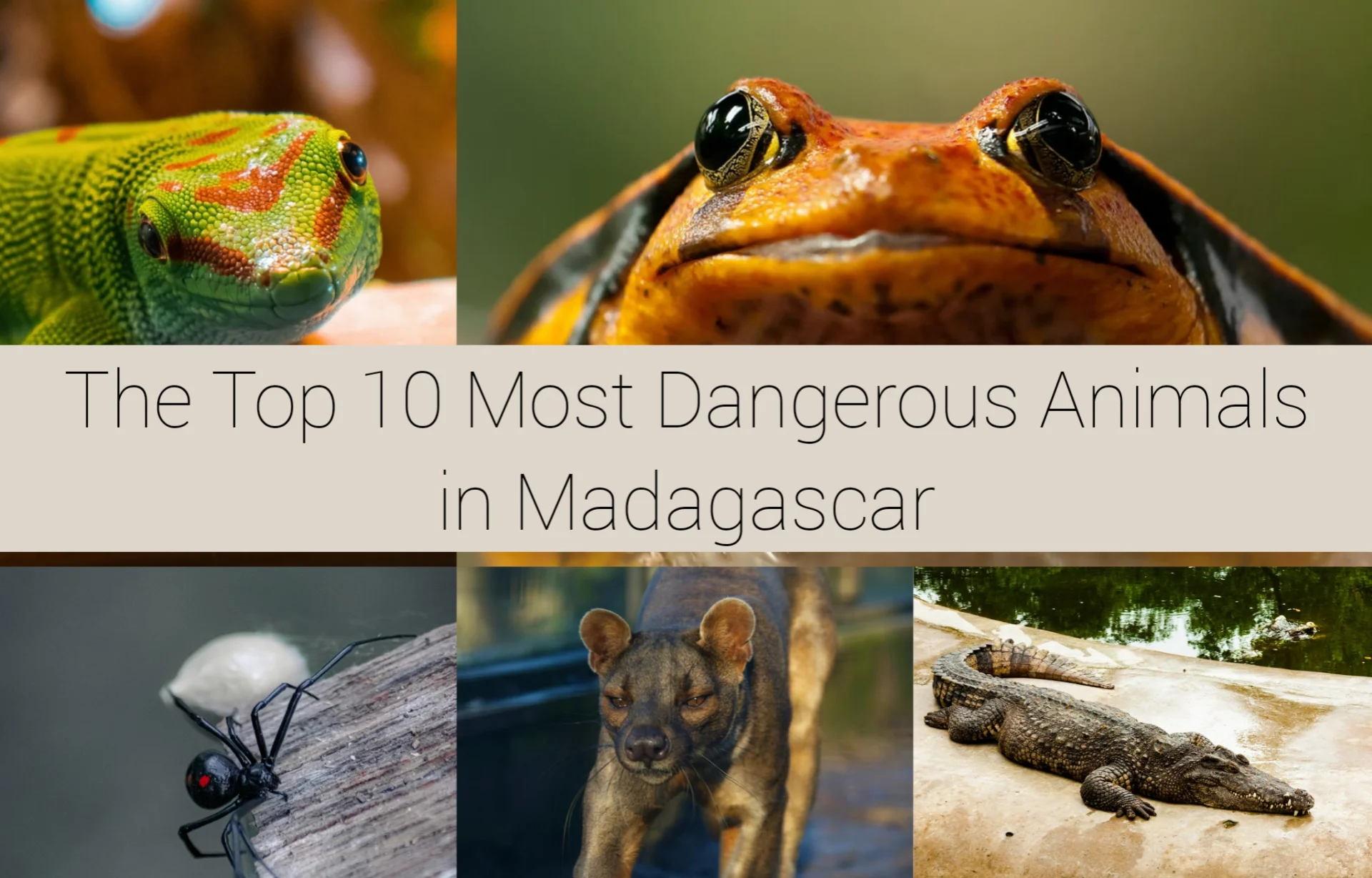 The Top 10 Most Dangerous Animals in Madagascar