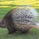 What Sound Does a Porcupine Make