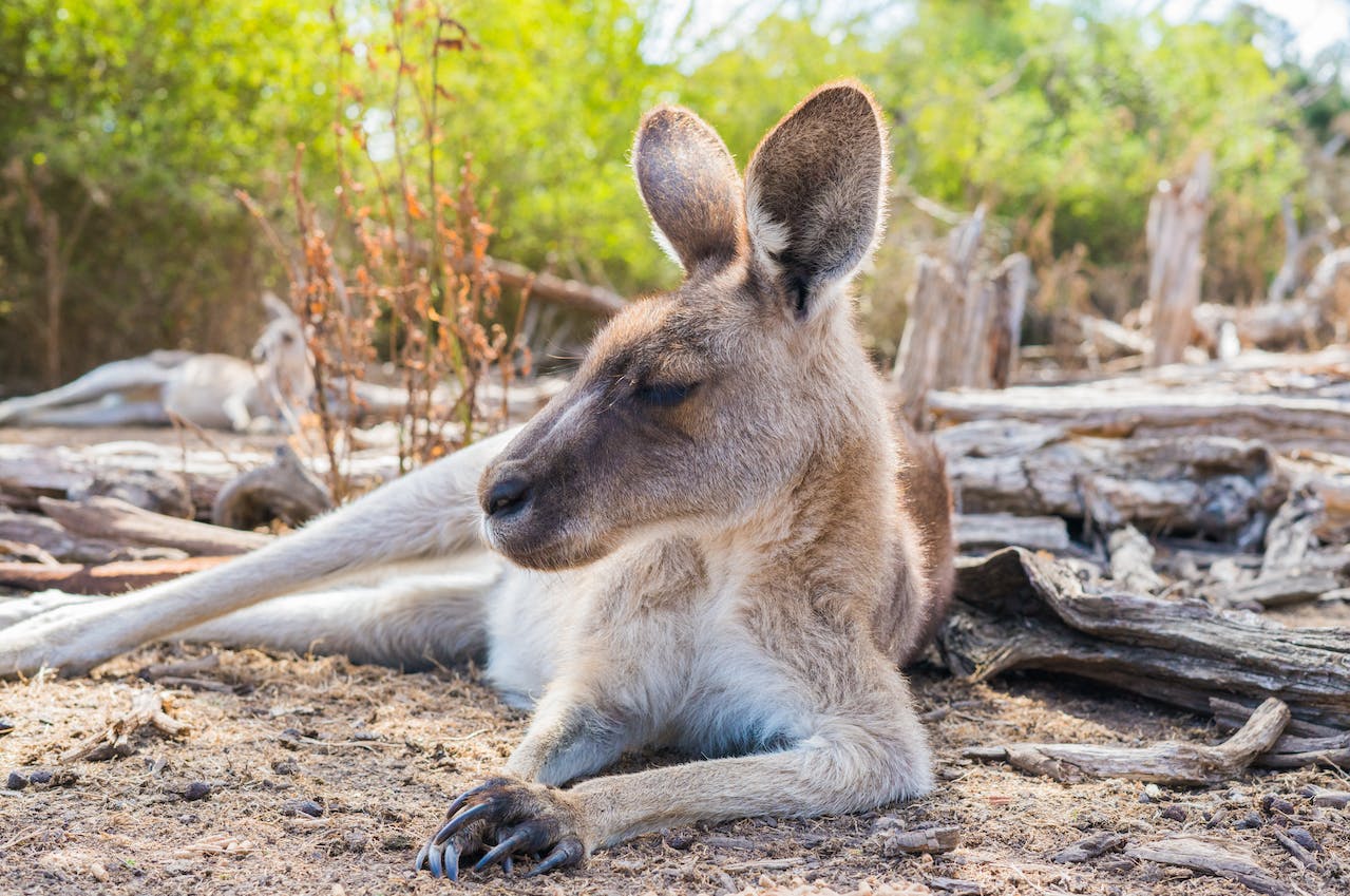 How Fast Can A Kangaroo Run?