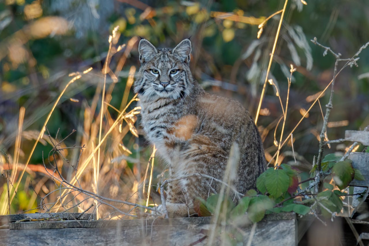 What Does a Bobcat Sound Like?