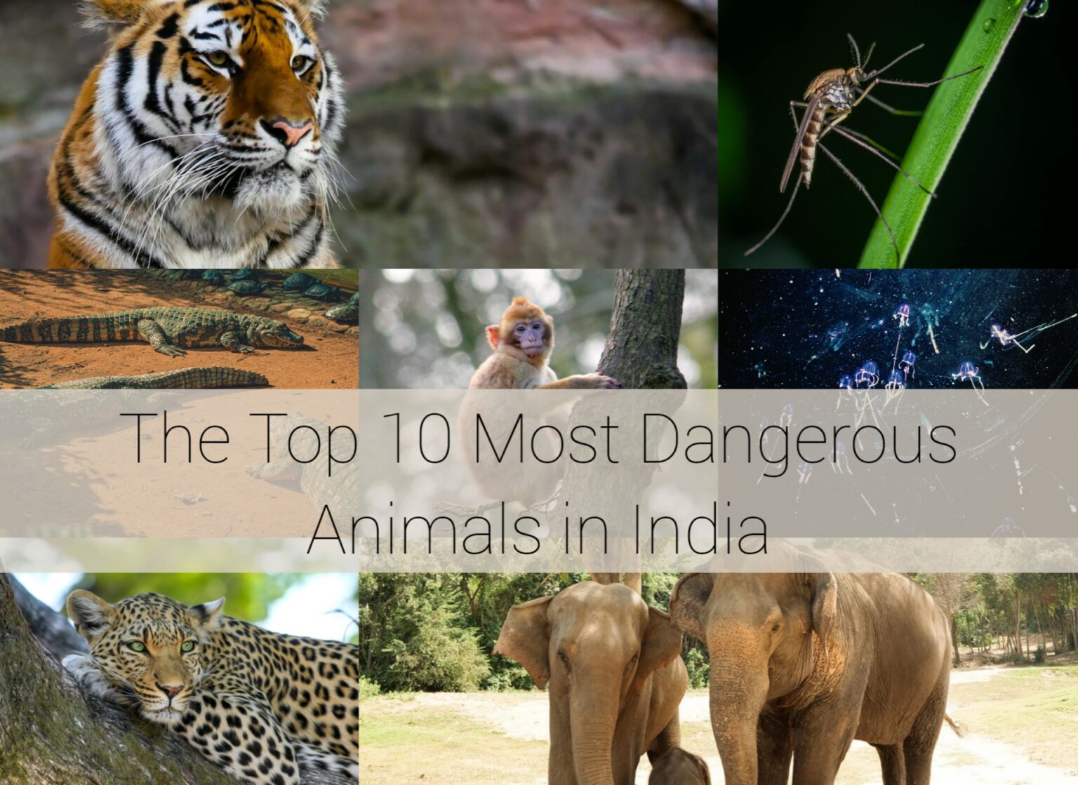 The Top 10 Most Dangerous Animals In India - Wild Travel Blog