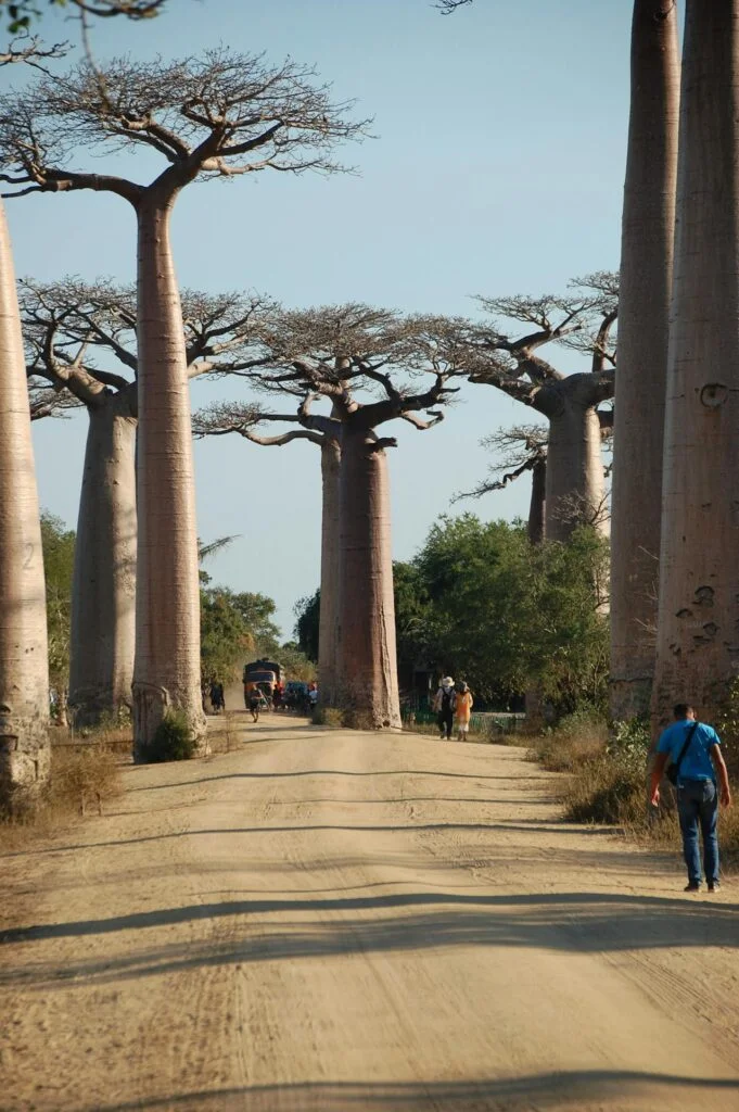 Baobab Madagascar