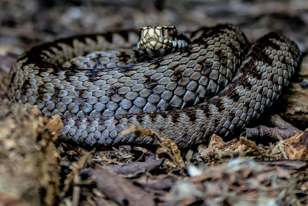 Are There Snakes in Germany? Wild Travel Blog