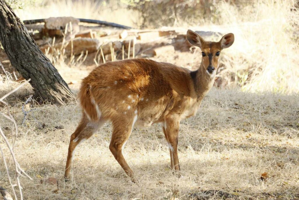 Bushbuck Deer-Like Animals in Africa