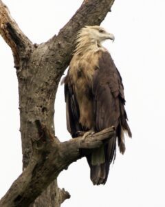 Pallas's Fish Eagle