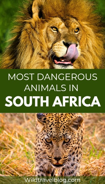 Top 20 Most Dangerous Animals in South Africa
